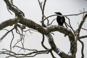 ThingWithFeathers_stills (9)