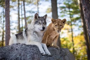wolf&lion (10)