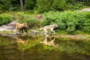 wolf&lion (4)
