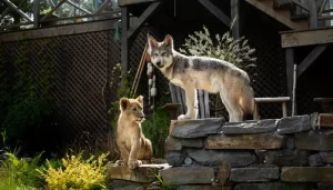 wolf&lion (7)