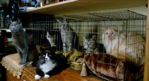 nineLives_stills (1)