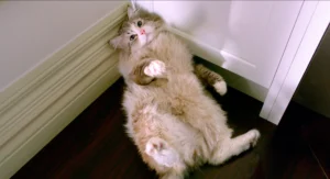 nineLives_stills (19)