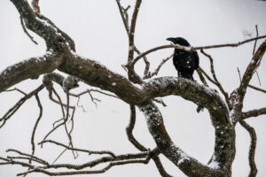 ThingWithFeathers_stills (9)